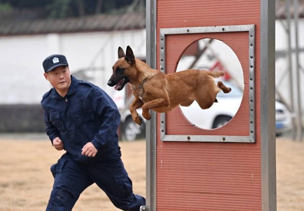 开云kaiyun 揭秘四川警犬教师日常 200平淡米找出一滴血印